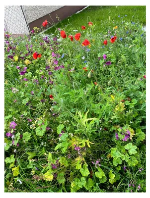 Produktbild von Mischung aus winterharten, mehrjährigen Wildblumen Blumensamen 1000 Stück