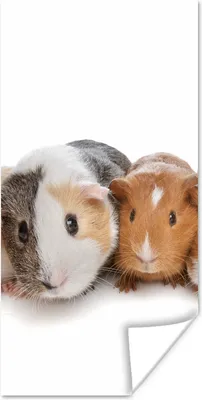 Produktbild von MuchoWow® Poster Zwei Meerschweinchen 20x40 cm - Plakat - Foto