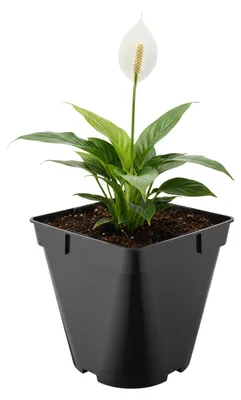 Image de Garronda, lot de 5 pots en plastique de forme carrée aux angles arrondis, avec trous de drainage, pour le jardin (noir, 18 x 18 x 18 cm (4 L)) GD-KW-SR