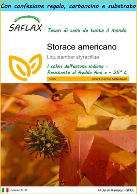 Immagine prodotto di SAFLAX Set regalo - Storace americano - 100 semi - Liquidamber