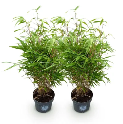 Image de Green boutiQ - Grassen - Fargesia Rufa - Niet Woekerende Bamboe - Bladhoudend - Groen - 2 Planten - Pot 23 cm - Hoogte 80 cm