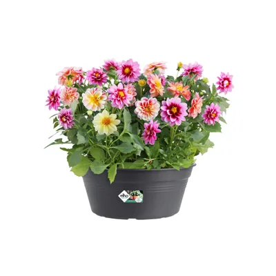 Produktbild von elho green basics Schale 27cm - lebhaft schwarz