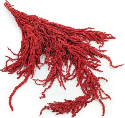 Produktbild von Stabilisiertes Amaranth - Amaranth - Rot