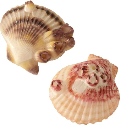 Produktbild von Aqua Della Aquariendekoration Sea Shell