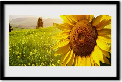Produktbild von Bild 60x40 MDF-Rahmen Wandkunst Sonnenblume Pflanze