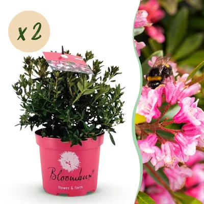 Immagine prodotto di Rododendro nano - Rhododendron Bloombux Magenta - Bosso da fiore - Bassa manutenzione - Fiore rosa - 2 piante - 30-40cm - Ø17cm - Pianta da giardino
