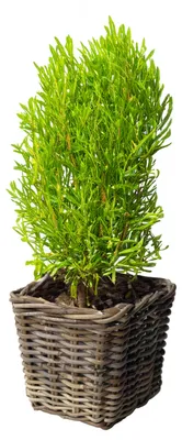 Produktbild von VAN DER LEEDEN Rattan Übertopf Grau quadratisch mit Folienauskleidung 33 cm