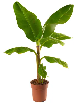 Productafbeelding van Musa Dwerg Cavendish Bananenplant voor Binnen en Buiten