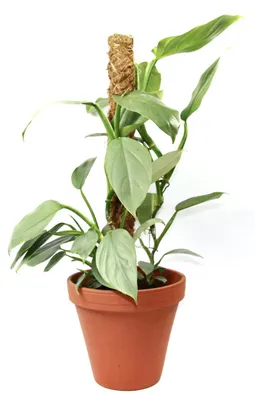 Produktbild von Gardners Philodendron Silver Queen mit Kokosfasersäule, Durchmesser 17 cm