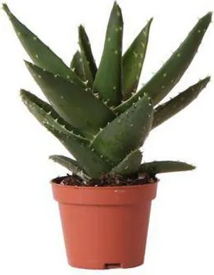 Produktbild von Sukkulente Aloe Brevifolia Kleine Grüne Zimmerpflanze mit Stacheln Ø6cm Deko