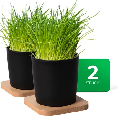 Image de Novaliv Set élégant de 2 pots à herbes avec support en bois pour chaque rebord de fenêtre, Pour les herbes fraîches de cuisine, Jardin d'herbes aromatiques pour la cuisine, Lit d'herbes aromatiques à l'intérieur, Plantes d'intérieur, Pot à plantes, Bac à plantes