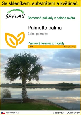Obrázek produktu pro SAFLAX Kultivační sada - palmetto palma - Sabal palmetto - 8 Semena - S mini skleníkem, pěstebním substrátem a 2 květináči