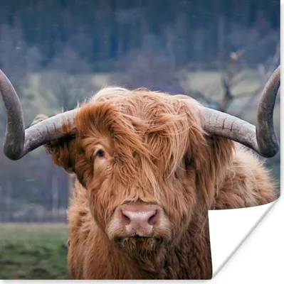 Produktbild von MuchoWow® Poster Schottischer Highlander - Kuhkopf - Landschaft - Natur - Kuh 75x75 cm - Wand Dekoration