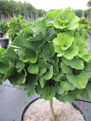 Produktbild von Ginkgo biloba Troll - Fächerblattbaum Troll - 20 cm Hochstamm