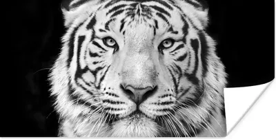 Produktbild von MuchoWow® Poster Tiger - Schwarz - Weiß - Porträt - Tiere 40x20 cm - Poster für die Wand - Poster Schlafzimmer