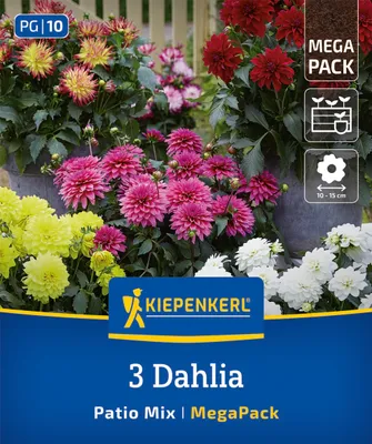 Produktbild von Kiepenkerl Mega-Pack Zwergdahlien Patio Mix 3 Pflanzen