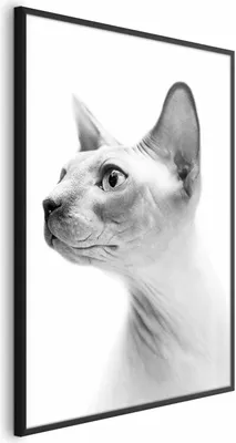 Produktbild von Posterpapier Poster - Hairless Cat 29.7x42 cm Tiere g-B-0111-ao-a