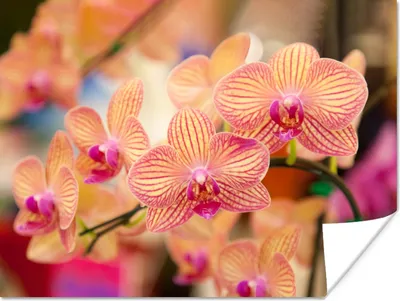 Produktbild von MuchoWow® Poster Pflanze - Orchidee - Blumen - Rosa - Flora 160x120 cm - Foto Plakat