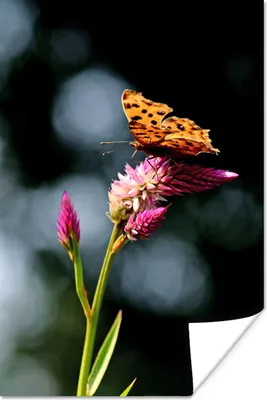 Produktbild von MuchoWow® Poster Schmetterling - Blumen - Insekten 80x120 cm - Papierdruck