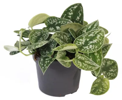Produktbild von Brectan – Scindapsus pictus arguraeus, 12-cm-Blumentopf