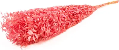 Produktbild von INNA-Glas Ruscus Trockenzweige AGNIATA, pink, 70-75cm, Ø17cm - Getrocknete Zweige