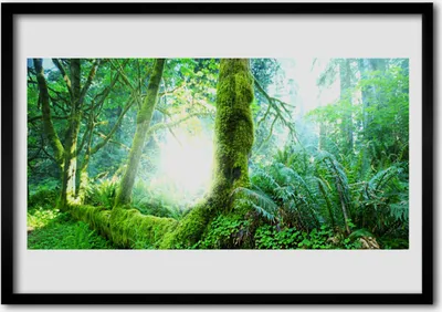 Produktbild von Bild 100x70 MDF-Rahmen Wandkunst Wald Moos Natur