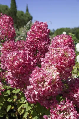 Produktbild von Hydrangea paniculata 'Diamond Rouge' -R-, Rispenhortensie, rot, 40–60 cm