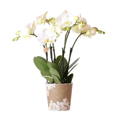 Obrázek produktu pro Kolibří orchideje - Bílá orchidej Phalaenopsis - Jewel Ghent - velikost květináče 12 cm - čerstvé od pěstitele