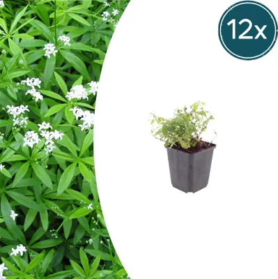 Immagine prodotto di Galium odoratum | 12 pezzi - 10-25cm - Ø9cm - Pianta da giardino