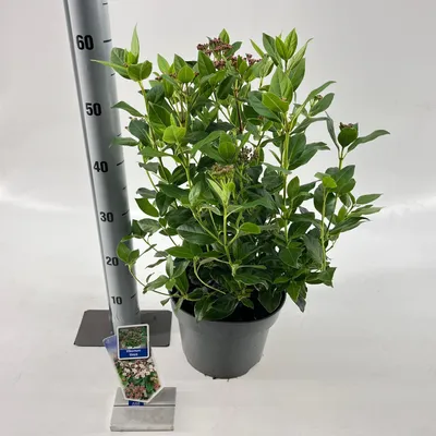 Immagine prodotto di Viburnum tinus - Viburno di alloro | 50-60 cm in vaso