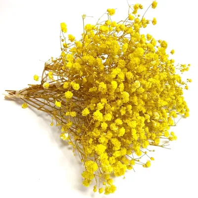 Produktbild von Trockenblumen Schleierkraut Gelb 5 Stiele Deko Basteln