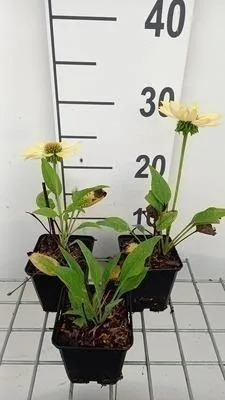 Produktbild von 6 x Echinacea purp. 'Chiquita' - Sonnenhut - Topf 9 x 9 cm