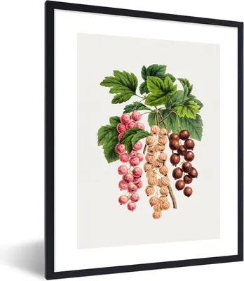 Produktbild von MuchoWow® Gerahmtes Poster Beeren - Jahrgang - Obst 60x80 cm - Poster mit Schwarzem Bilderrahmen Wandposter Rahmen Foto Bilder - Premium - Wanddeko Wohnzimmer