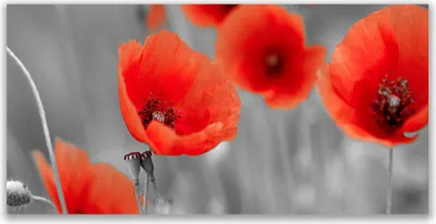 Produktbild von Küchenrückwand aus Glas 120x60cm Spritzschutz Mohnblumen Pflanzen
