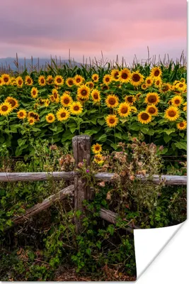 Produktbild von MuchoWow® Poster Sonnenblume - Blumen - Pflanzen 60x90 cm - Wanddekoration