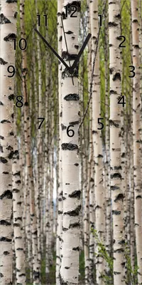 Produktbild von Wallario Design Wanduhr bedruckt, Größe 30 x 60 cm, Motiv: Birkenwald - Baumstämme in schwarz weiß
