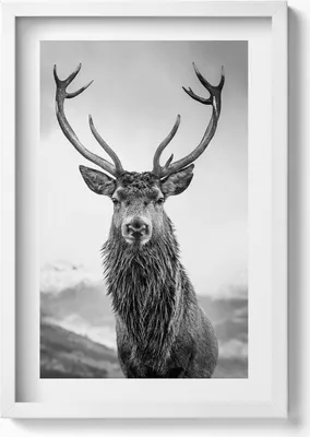 Produktbild von Schwarz-weißes Hirschtier– Wandbild mit Rahmen – Gerahmtes Bild  – Wanddekoration – 40x60 cm – Weiß