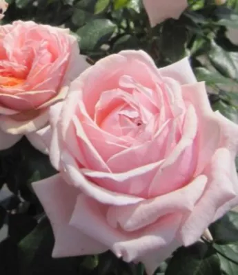 Produktbild von Beetrose Garden of Roses ® - Rosa Garden of Roses ® - Kordes Rose - ADR Rose