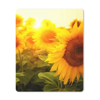 Produktbild von MuchoWow® Mauspad Mousepad Sonnenblume - Gelb - Blumen - Sonne 30x40 cm - Mousepads - Maus Mat - Pad - Mausunterlage - Mausmatten - Schulsachen