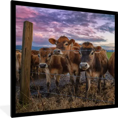 Produktbild von MuchoWow® Gerahmtes Poster Kuh - Tiere - Kühe 40x40 cm - Poster mit Schwarzem Bilderrahmen Wandposter Rahmen Foto Bilder - Mit Rahmen - Wanddekoration Schlafzimmer