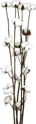 Produktbild von Baumwollzweig Deko, Trockenblumen Set, Echte Baumwolle, Dekoration 80cm, 5 Stück