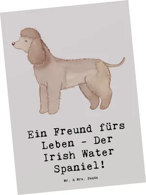 Produktbild von Mr. & Mrs. Panda Postkarte Irish Water Spaniel Freund - Grau Pastell - Geschenk, Freundschaft Hund, Hunderassen Eigenschaften, besondere Hunderasse, einzelkarte, Vielfalt