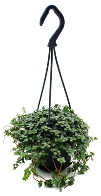 Produktbild von Pflegeleichte Mini-Ampelpflanze - Pilea glauca - Blaue Kanonierblume