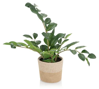 Obrázok produktu pre hjh OFFICE Umelá rastlina ZAMIE Umelá rastlina Zamioculcas Zamiifolia Výška 50,0 cm Deco
