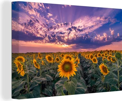 Obrázek produktu pro OneMillionCanvasses® Malba na plátně Nástěnná malba na plátně - Květiny - obloha - fialová - západ slunce - 150x100cm
