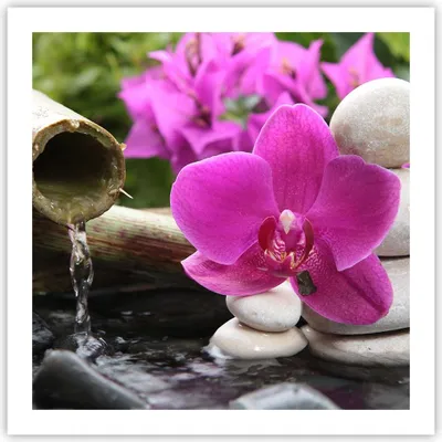 Produktbild von Poster - Poster ohne Rahmen - Orchidee Bambus Dekoration Spa - 60x60 cm - Wand Bild - Wanddeko - Wandbilder - Kunstposter - Wandposter - Bilder - Kunstdruck - Wandbild - P2XAC60x60-2666
