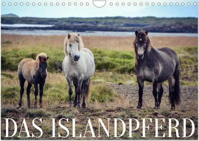 Produktbild von Das Islandpferd (Wandkalender 2026 DIN A4 quer), CALVENDO Monatskalender