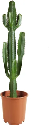 Image de Bloomique - Euphorbia Acrurensis - Euphorbe - Cactus cowboy - Plante cactus - Plante d’intérieur - Hauteur 100-120 cm - Pot 24 cm