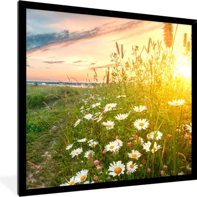 Produktbild von MuchoWow® Gerahmtes Poster Blumen - Gänseblümchen - Natur - Sonne - Horizont 40x40 cm - Poster mit Schwarzem Bilderrahmen Wandposter Rahmen Foto Bilder - Mit Rahmen - Wanddekoration Schlafzimmer