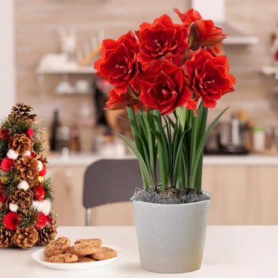 Imagen del producto de Bulbo de Amaryllis Cherry Nymph - 1 bulbo de gran tamaño (26/30) - Bulbos exclusivos - Plantas auténticas de Holanda - Hippeastrum (sin semillas, cera ni productos artificiales)